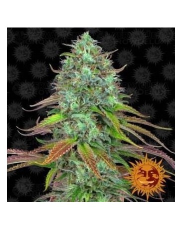 LSD Auto Barney's Farm Autofloreciente