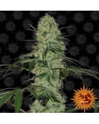 Tangerine Dream Auto Barney's Farm Autofloreciente