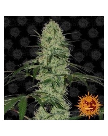 Tangerine Dream Auto Barney's Farm Autofloreciente