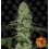 Tangerine Dream Auto Barney's Farm Autofloreciente