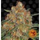 Orange Sherbert Barney's Farm 