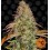 Zkittlez OG Auto Barney's Farm Autofloreciente