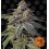 Shiskaberry Barney's Farm 