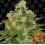 CBD Caramel Regular Barney's Farm 