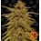 Pineapple Haze Regular Barney's Farm 