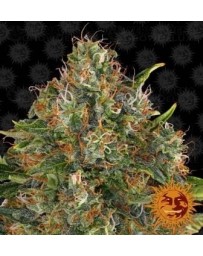 G13 Haze Regular Barney's Farm 