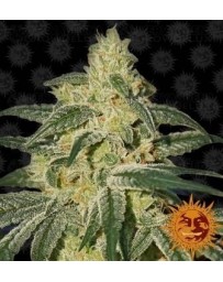 Afghan Hash Plant Regular Barney's Farm 