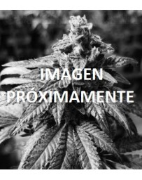 Gorilla Glue Auto Blimburn Autofloreciente