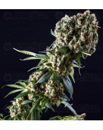 Grandaddy Purple Blimburn