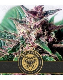 Grizzly Purple Auto Blimburn Autofloreciente