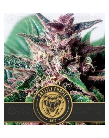 Grizzly Purple Auto Blimburn Autofloreciente