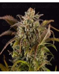 Grizzly Purple Kush Blimburn