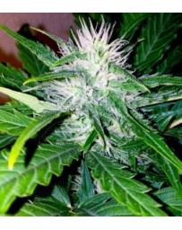 Sweety Blimburn Autofloreciente