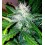 Sweety Blimburn Autofloreciente