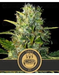 Tangie Blimburn Autofloreciente