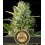 Tangie Blimburn Autofloreciente