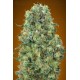 Critical Mass Advanced Seeds