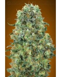 Critical Mass Advanced Seeds