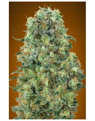 Critical Mass Advanced Seeds