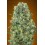 Critical Mass Advanced Seeds
