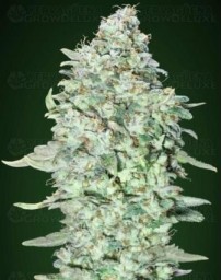 OG Kush SFV Advanced Seeds