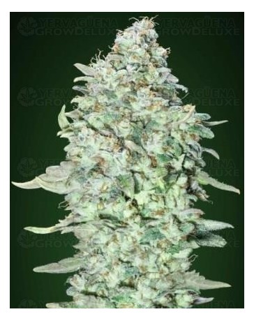 OG Kush SFV Advanced Seeds