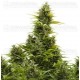 Medikit Buddha Seeds Autofloreciente