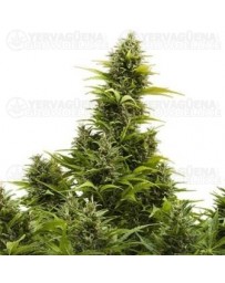 Medikit Buddha Seeds Autofloreciente