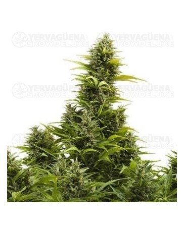 Medikit Buddha Seeds Autofloreciente