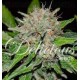 Deep Mandarine Delicious Seeds