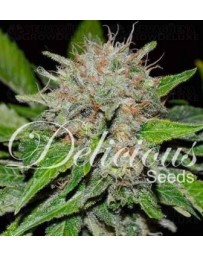 Deep Mandarine Delicious Seeds