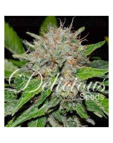 Deep Mandarine Delicious Seeds