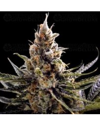 24k Gold DNA Genetics