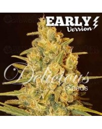 Critical Sensi Star Delicious Early Version