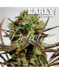 Delicious Candy Delicious Early Version