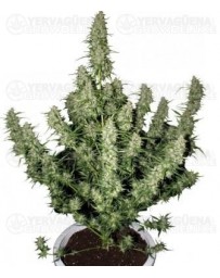 Magnum Buddha Seeds autofloreciente