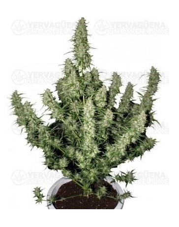 Magnum Buddha Seeds autofloreciente