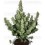 Magnum Buddha Seeds autofloreciente