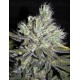 CBD Sweet and Sour Widow CBD Crew Regular