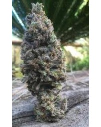 CBD Amnesia CBD Seeds