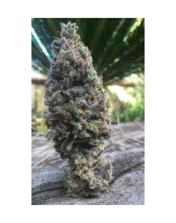 CBD Amnesia CBD Seeds