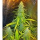 Mexican Haze CBD Seeds