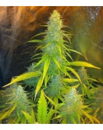 Mexican Haze CBD Seeds