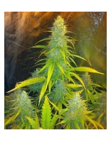 Mexican Haze CBD Seeds