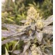 Orange Big Bud CBD Seeds