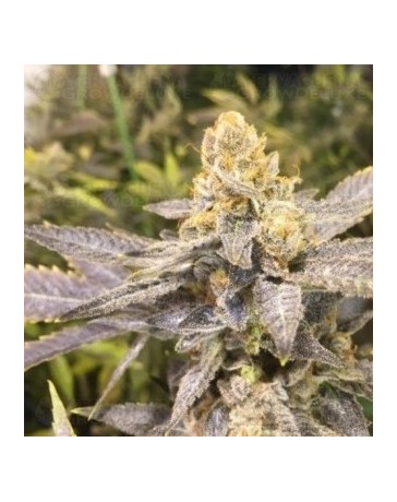 Orange Big Bud CBD Seeds