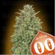 00 Skunk 00 Seeds