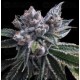 El Fuego Auto DNA Genetics Autofloreciente