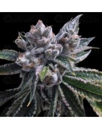 El Fuego Auto DNA Genetics Autofloreciente