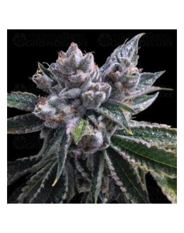 El Fuego Auto DNA Genetics Autofloreciente